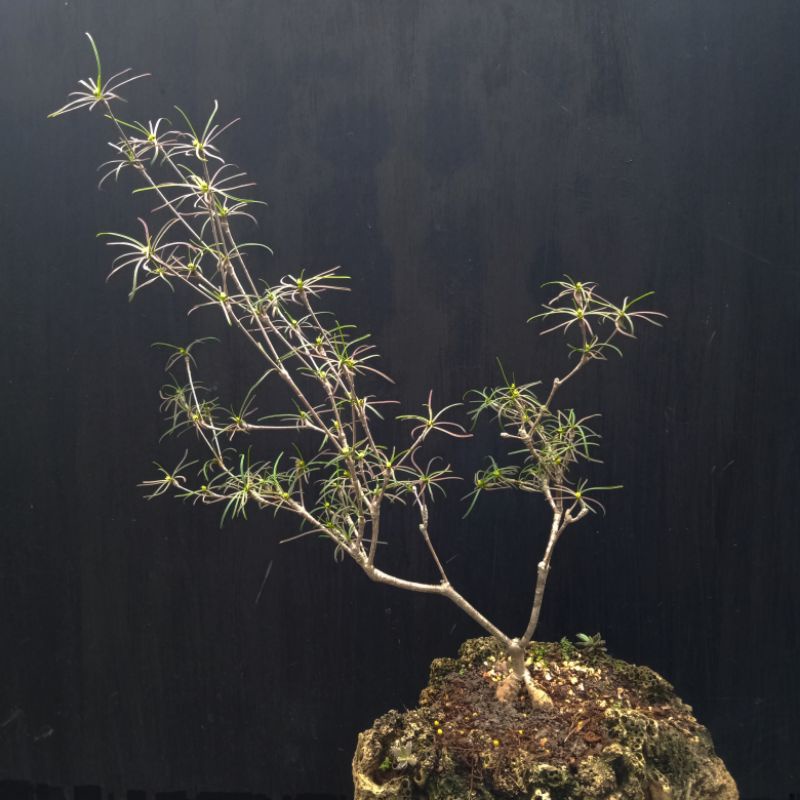 Euphorbia hedyotoides  #ไม้โขด #บอนไซจิ๋ว มีโขดทุกกระถางตามรูป