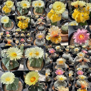 เมล็ดแอสโตรไฟตั้มAstrophytum