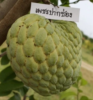 ต้นน้อยหน่าเพชรปากช่อง ขนาด60-80cmกิ่งทาบพร้อมปลูก รับประกันสายพันธุ์แท้