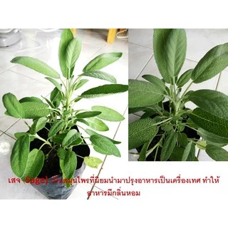 สมุนไพรเสจ (Sage) ต้นพันธ์ุเสจ