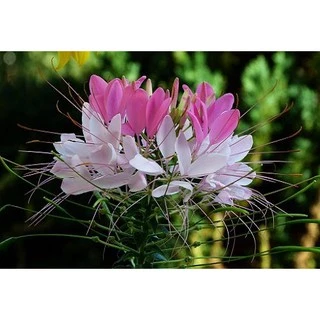 เมล็ดดอกเสี้ยนฝรั่ง 150 เมล็ดคละสี