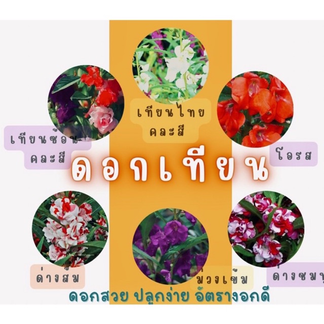 เมล็ดพันธุ์ ดอกเทียน ดอกเทียนด่าง ดอกเทียนซ้อน ดอกเทียนไทย ✅ราคาถูก🪴ปลูกง่าย ดอกสวย🔥ซื้อ10แถม1 คละได้🔥