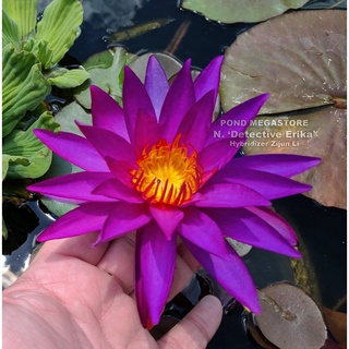 100 เมล็ด เมล็ดบัว สีม่วง นำเข้า บัวนอก สายพันธุ์เมล็ดบัว Waterlily Nymphaea Seeds