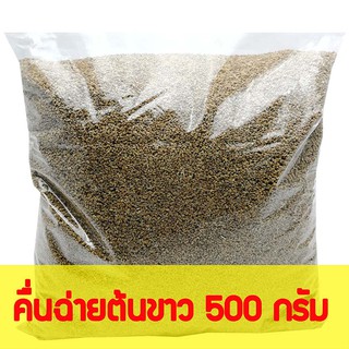 เมล็ดพันธุ์คื่นฉ่ายต้นข้าว แบ่งขาย เจ้าสัว ขนาด 500 กรัม