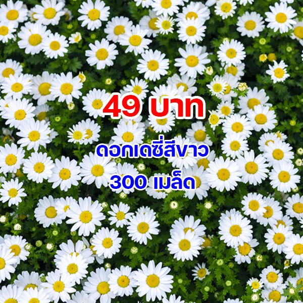 🔥AUGIE888 ลด70.-🔥 🌼เมล็ดพันธุ์ ดอกเดซี่สีขาว 300 เมล็ด🌲Silver Princess Shasta Daisy Seed คุณภาพดี ขอ