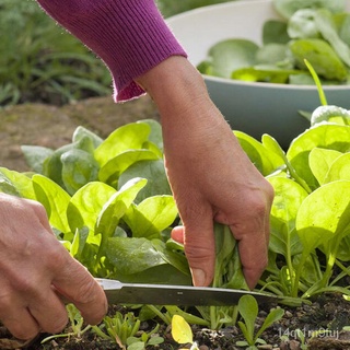 [Galaxy Seeds] Spinach Seeds for Planting Vegetable Plants (50 Seeds) &amp; FREE Fertilizer - Green Spinach Hybrid Variety苹果