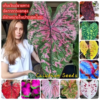 ในสต็อกในประเทศไทย 100 แคปซูลต่อแพ็ค Caladium Seeds เมล็ดพันธุ์ บอนสี ต้นไม้มงคล บอนสีแปลกๆ ต้นไม้ ต้นไม้ฟอกอากาศ