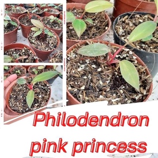 1 กระถาง ต้นพิงค์ปริ้นเซส Philodendron pink princess พิ้งปริ้นเซส เจ้าหญิงสีชมพู คละต้นจัดส่งพร้อมกระถาง