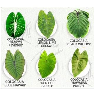 Colocasia ยอดฮิต ราคาถูก