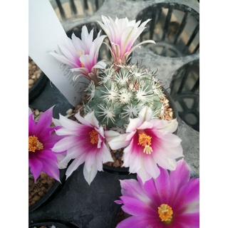 🌵💥 เมล็ดแมมชูแมน 💥🌵 Mammillaria schumannii  80 เมล็ด เมล็ดกระบองเพชร เมล็ดแคคตัส (แคคตัส กระบองเพชร)