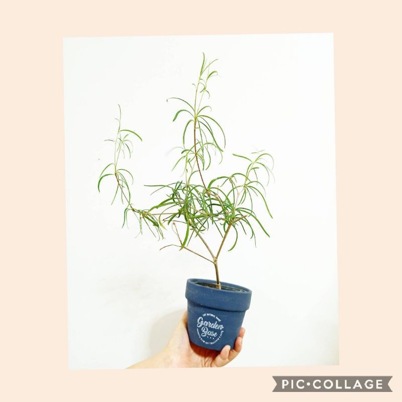 euphorbia hedyotoides ยูโฟเบีย โขดยูโฟเบีย