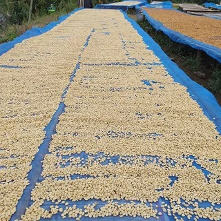 Khunrun Coffee เมล็ดกาแฟโรบัสต้า 100% เกรดพรีเมี่ยม รอบคั่ว19/8/69