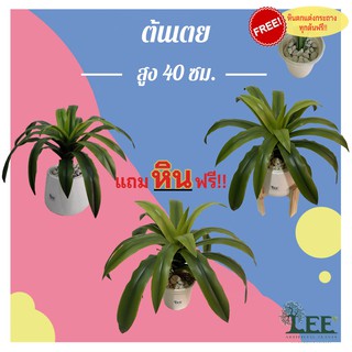 (( สินค้ามาใหม่ )) ต้นเตยหอม เสมือนจริง สูง 45 ซม. ต้นไม้ปลอมตกแต่งบ้าน