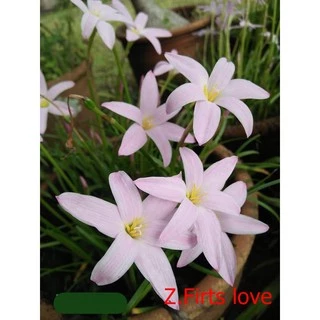 บัวดินเฟริสเลิฟ สีขาวอมชมพู จำนวน 50​ หัว