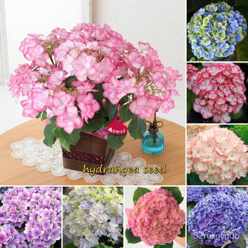 Fast Grow Color Mixing 50pcsbag Hydrangea Flower Seeds Hydrangea Plant
