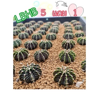 LB​ ต้นใหญ่สวยๆ ต้นละ 50฿  ​🔥ซื้อ​5 แถม1  /  10 แถม​3 🔥