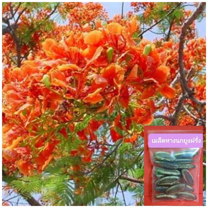 เมล็ดหางนกยูง 15 เมล็ด ดอกสีส้ม หางนกยูงฝรั่ง (พร้อมวิธีเพาะเมล็ด)