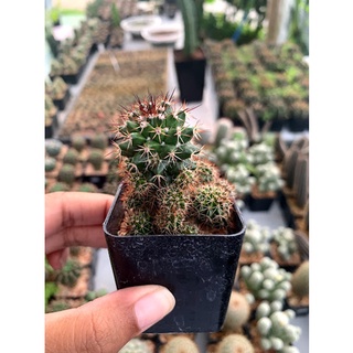 ฟอร์มกอ แมมตลับนาค Mammillaria volburnensis แคคตัส กระบองเพชร