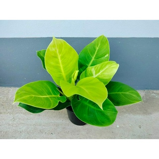 ฟิโลเดนดรอน มูนไลท์ (Philodendron  ‘Moonlight’) หรือต้นกุมารทองเรียกทรัพย์ ราคาส่ง กระถาง 6 นิ้ว 89 บาท กอสวย ฟอร์มใหญ่