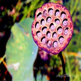 Colour/Red &amp;amp; Whit//water lily flower Bowl-Pond Lotus seeds garden decoration plant 10pcs F134鲜花/手链/内裤/男装/帽子/木瓜/生菜/通心