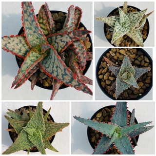 Aloe Hybrid seedings อโลไฮบริด สวยๆเลือกต้นตามภาพค่ะ