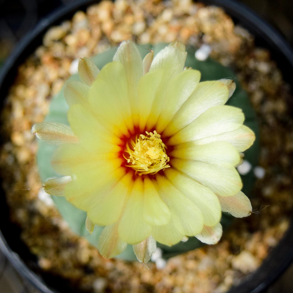 เมล็ดกระบองเพชร แอสโตรไฟตัม ซุปเปอร์ Astrophytum asterias Super Kabuto