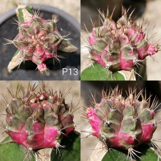 P13 -​ พิงค์​ไดมอนด์​ ไม้กราฟ Pink Diamond​ Cactus แคคตัส กระบองเพชร ไม้อวบน้ำ ไม้กราฟ ราคาถูก พิ้ง พิ้งค์ พิ๊ง พิ๊งค์