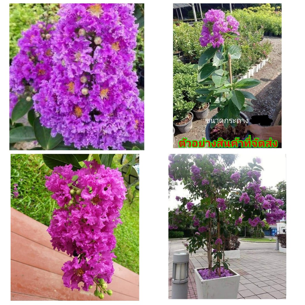 (ขาย ต้นพันธุ์) ดอก ต้น ต้นม่วงส่าหรี ม่วงส่าหรี ชมพูส่าหรี Pink Velour Crape Myrtle crape myrtle cr