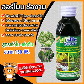 ปุ๋ยน้ำ ช่องาม สูตร เร่งต้น-เร่งใบ ขนาด 150ซีซี. (Liquid fertilizer)ฮอร์โมน ช่องาม ธาตุอาหารรอง ธาตุอาหารเสริม ปุ๋ยทางใบ