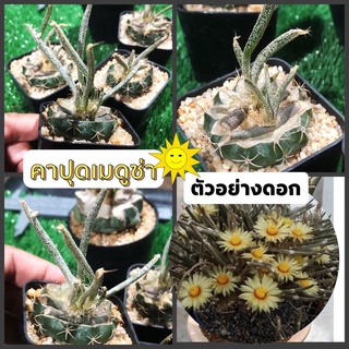 คาปุดเมดูซ่า เอสโตรไฟตั้มคาปุดเมดูซ่า caput medusae