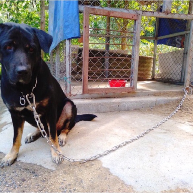 โซ่ล่ามสุนัขสแตนเลสแท้304โดนน้ำได้ ไม่ขึ้นสนิม💦 ไม่มีขาด‼️ขนาด 5-6 มิล โซ่ล่ามหมา โซ่ล่ามสุนัข โซ่จู