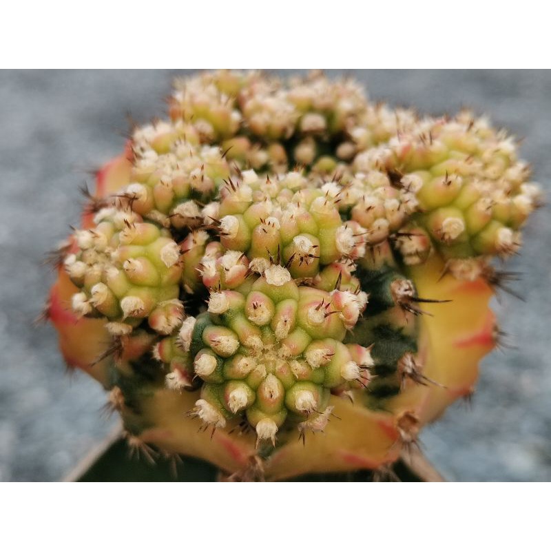 โมโมทาโร่ 🌵หน่อเด็ดสด 1 หน่อ🌵 1.5 cm.+  # Cactus แคคตัส กระบองเพชร ไม้อวบน้ำ ไม้กราฟ ยิมโน Gymnocalycium​ momotaro