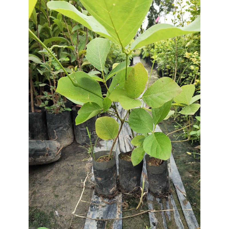 ต้นดอกทองกวาว/หรือต้นดอกจาน/พันธุ์ดอกเหลือง/เพาะเม็ด3ถุง100บาท