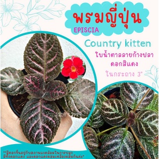 พรมญี่ปุ่น "คันทรี่ คิทเท่น"(Country citten) ดอกสีแดง ใบสีน้ำตาลลายก้างปลา ในกระถาง 3 นิ้ว ค่าส่งถูก