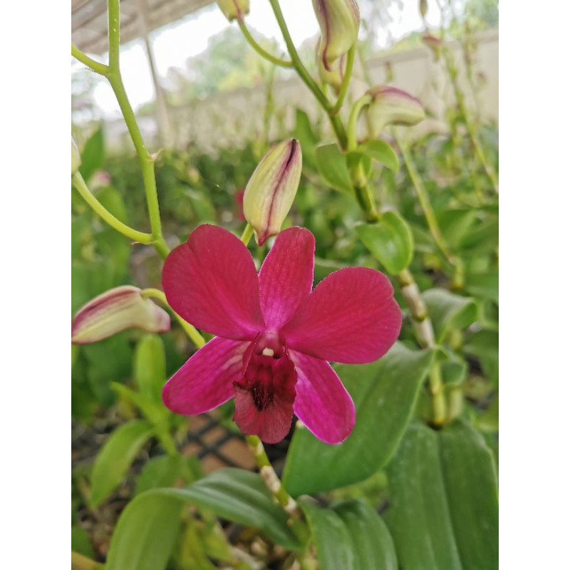 กล้วยไม้​สกุลหวาย​ ซันเด