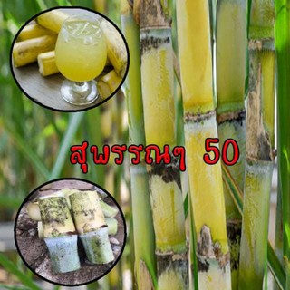 ท่อนพันธุ์อ้อยสุพรรณบุรี 50 อ้อยคั้นน้ำ