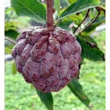 เมล็ดน้อยหน่าครั่ง เมล็ดน้อยหน่าพันธุ์สีม่วง 15 เมล็ด   29 บาท