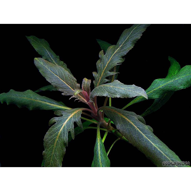 ต้นไม้น้ำ Staurogyne sp. 'Bihar'