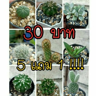 🌵แคคตัส มีให้เลือกเยอะ 30บาท🌵 ส่งพร้อมกระถาง2นิ้ว