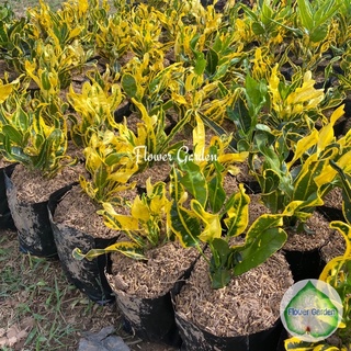 Flower Garden F144 ต้นโกสน สีเหลือง Yellow Mammy Croton Plant (แบบถุง)ทนแดด ดูแลง่ายปลูกประดับสวน