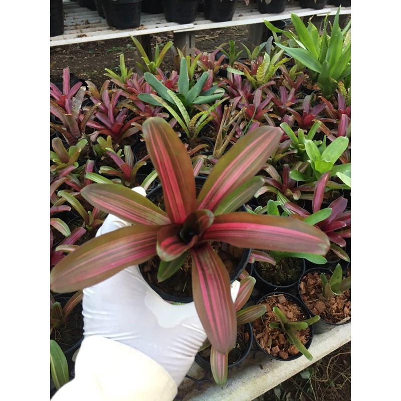 หน่อ- picolo#ต้นสับประรดสี#สับปะรดสี##bromeliad# ต้นไม้สวยงาม# ไม้ประดับ# ใบสีสวย#ตกแต่งสวน# ปลูกตกแต่งบ้าน# ไม้มงคล