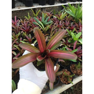 ต้นสับประรดสี zoe #สับประรดสี#bromeliad# ต้นไม้สวยงาม# ไม้ประดับ# ตกแต่งสวน# ปลูกตกแต่งบ้าน# ไม้มงคล#ไม้มินิ-กลาง