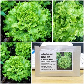 เมล็ดพันธุ์ ผักสลัด แกรนด์แรพิด (Grand Rapids Lettuce Seed) 1000 เมล็ด คุณภาพดี ราคาถูก ของแท้ 100%