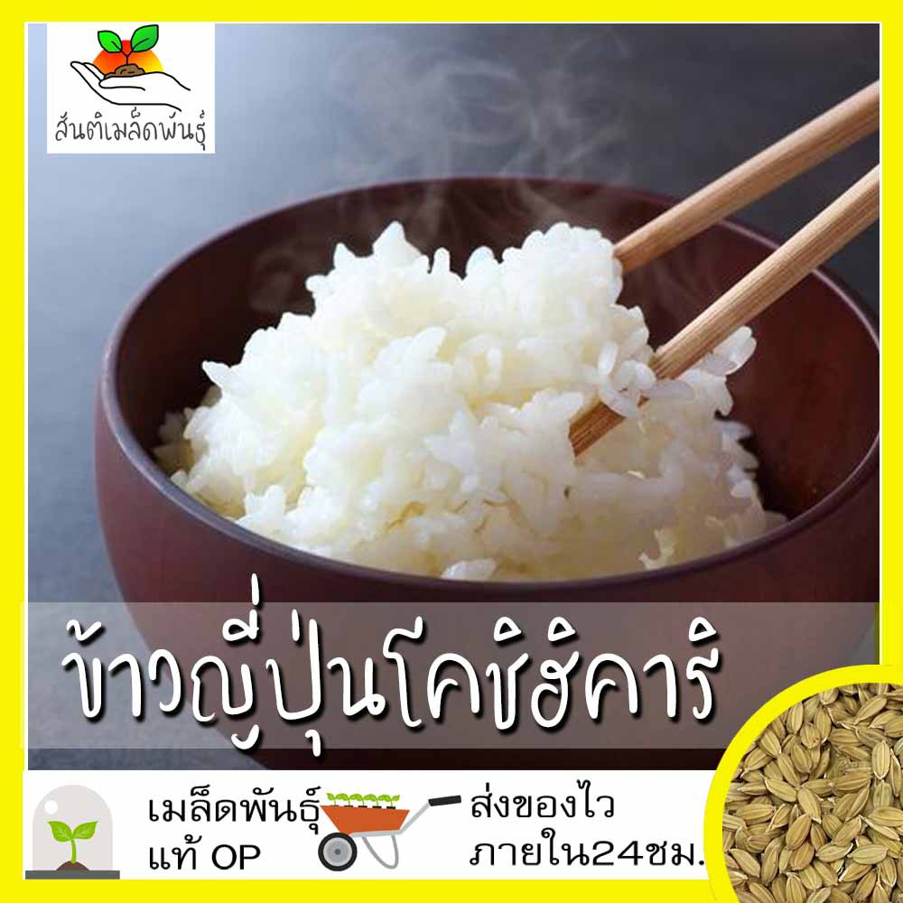 เมล็ดพันธุ์ ข้าวญี่ปุ่นโคชิฮิคาริ (ข้าวที่แพงที่สุดในโลก) 150 เมล็ด Koshihikari Japanese Rice เมล็ดพันธุ์แท้100% ข้าว