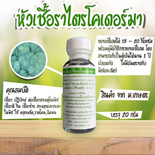 หัวเชื้อราไตรโคเดอร์มา ของ ม.เกษตร ขนาด 20 กรัม เพาะเชื้อราสดได้ 15-20 กิโลกรัม เก็บในตู้เย็นได้นาน 1 ปี