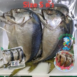 ปลาทูนึ่ง/ร้านแม่กลอง๑#ปลาแม่กลองแท้ๆ#size5ตัวใหญ่ของแม่กลอง#ปลอดสาร#อร่อยมาก