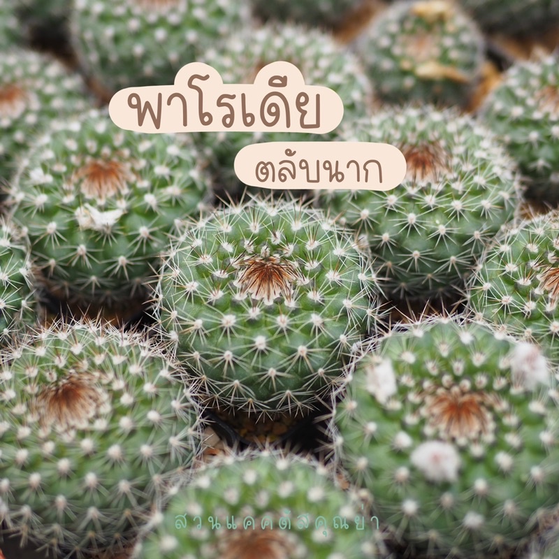 แคคตัส 🌼พาโรเดีย 🌼 ไม้เมล็ด ขนาด 4 cm ขึ้นไป  🌼 ดอกสีเหลืองสวยงาม 🌼 ติดฝักได้เอง