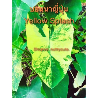 Colocasia Yellow Splash บอนนาญี่ปุ่น (พร้อมส่ง)