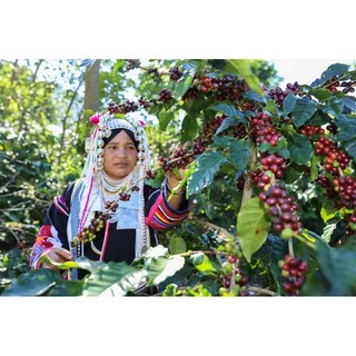 กาแฟปางขอนอาราบิก้า 100% ขนาด 500 กรัม คั่วเข้ม Dark Roast เกรดรวมมีเมล็ดหัก รสชาติพรีเมียมสุดๆ