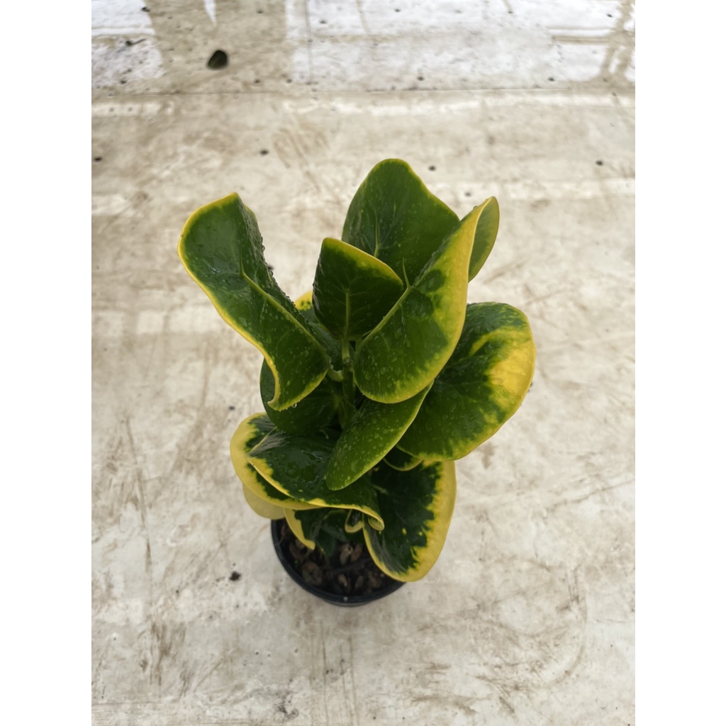 มุมมอง 3